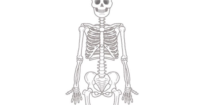 「骨模型　フリー素材」の画像検索結果