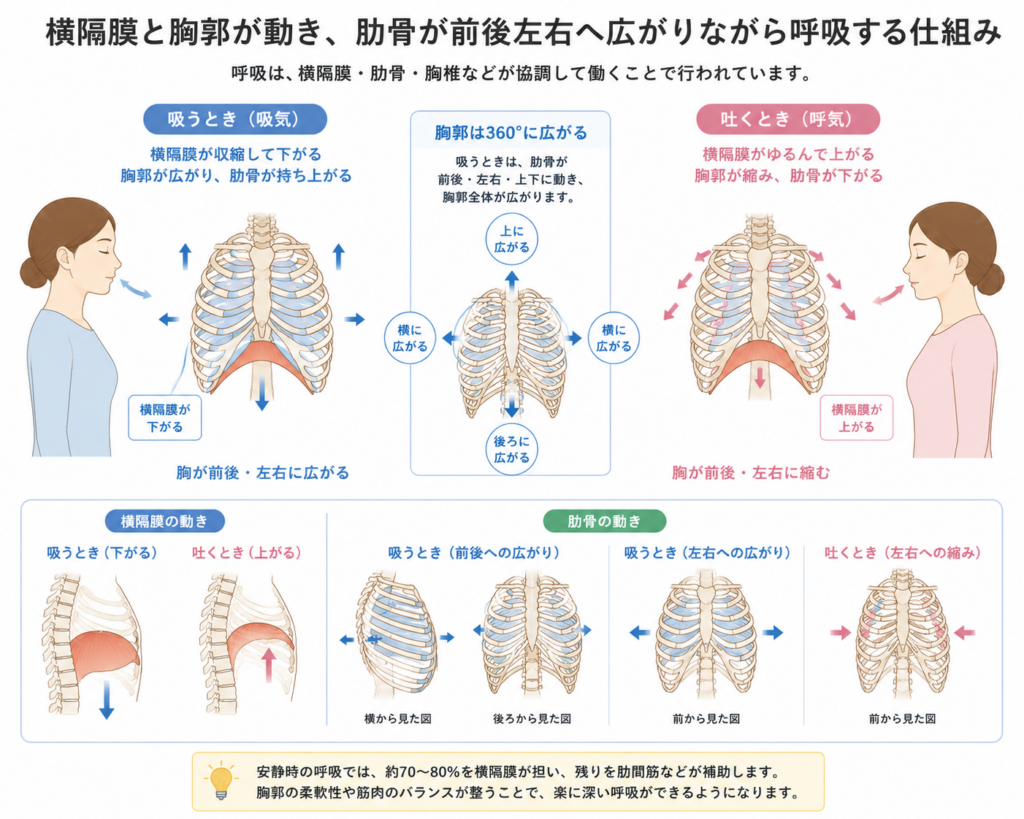 「横隔膜と胸郭が動き、肋骨が前後左右へ広がりながら呼吸する仕組みをイメージしたイラスト」